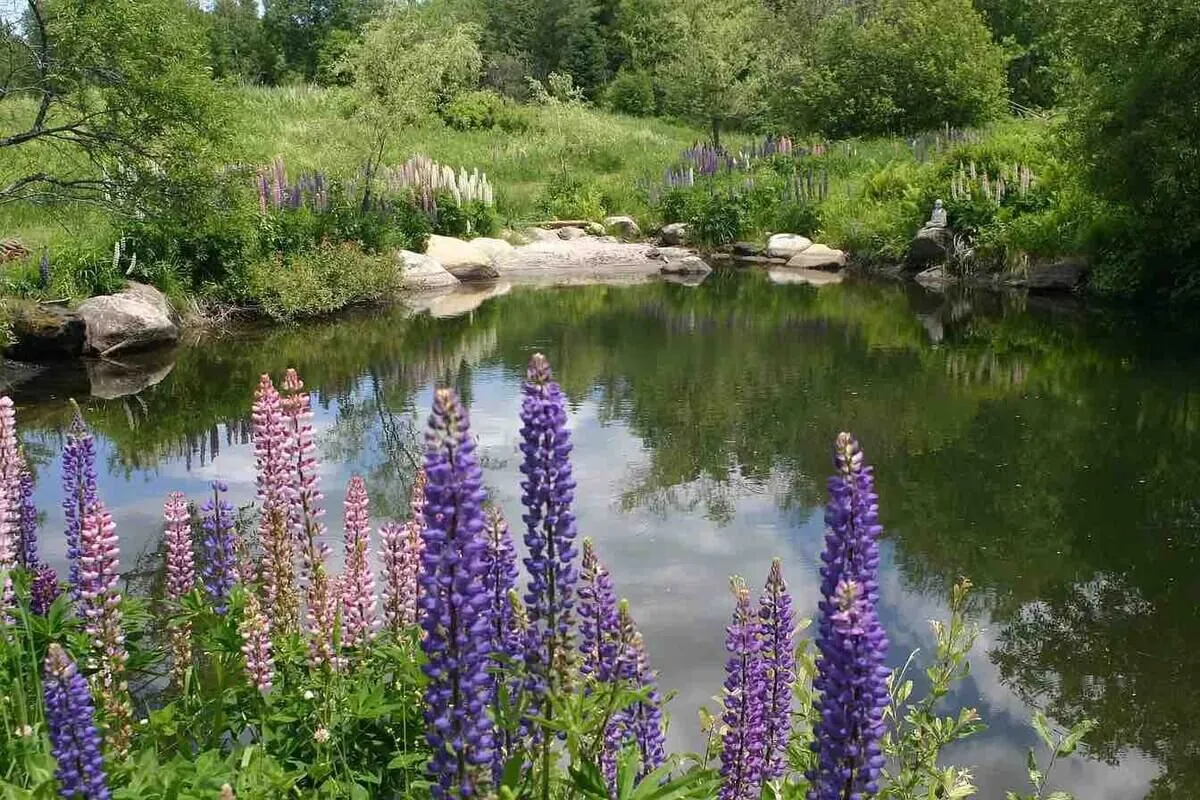 A serene pond framed by colorful flowers and lush greenery, reflecting the calm of spring and summer at Sky Meadow. The vibrant natural setting invites relaxation, nature walks, and moments of quiet enjoyment by the water.