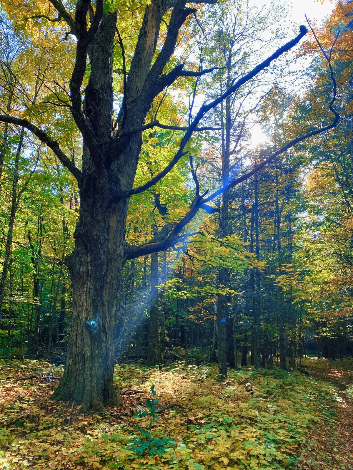 A sun-dappled forest path winds beneath a large tree, its leaves in vivid fall colors. Sunlight filters softly through the canopy, illuminating the lush greenery and offering a tranquil space for nature walks and quiet reflection. The scene feels immersive and untouched, embodying the spirit of Vermont woodlands in autumn.