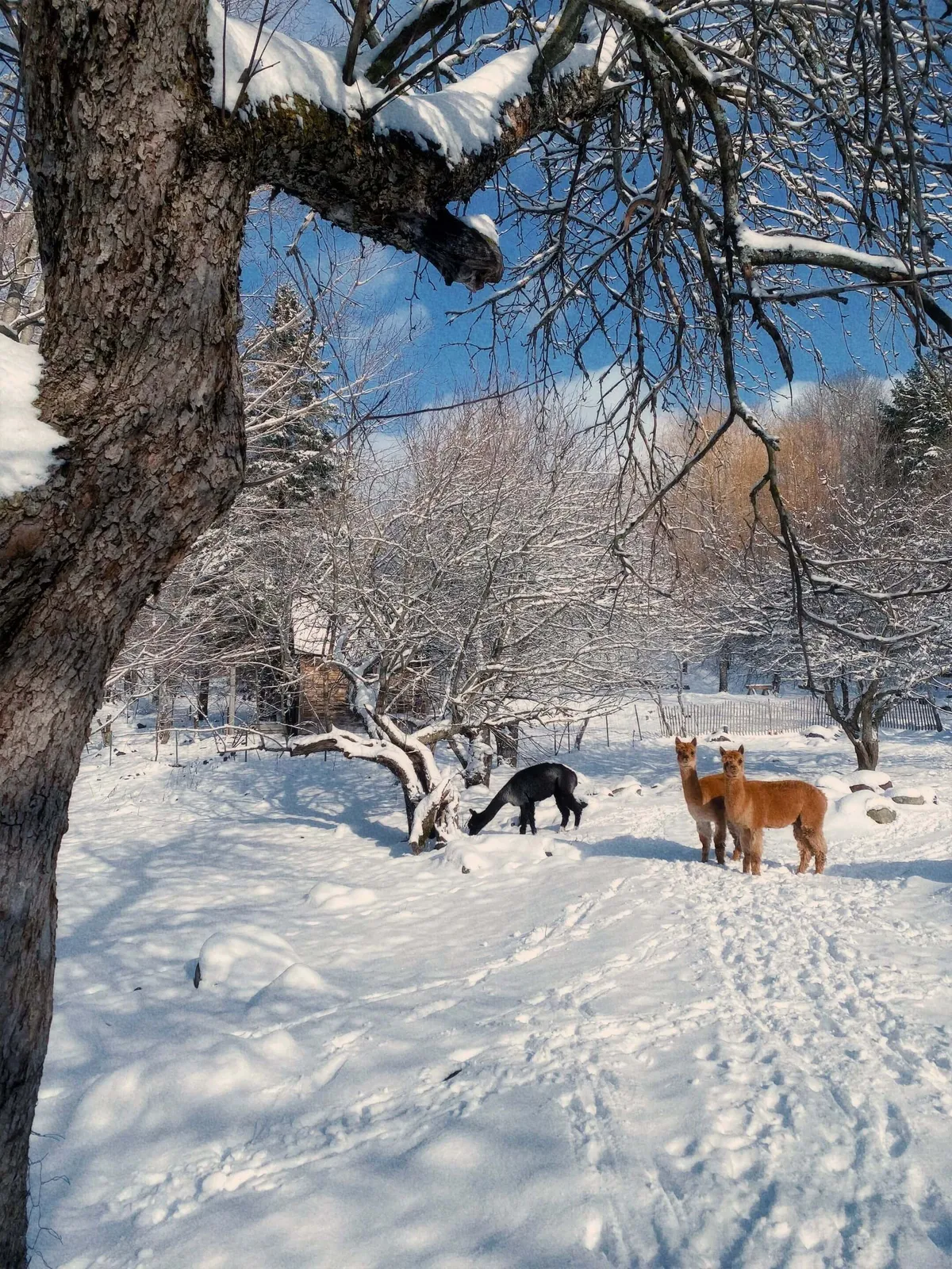A tranquil winter scene showing alpacas amidst snow-covered trees and a rustic backdrop. Footprints in the snow invite viewers to imagine walks and playful exploration in a pristine winter wonderland.