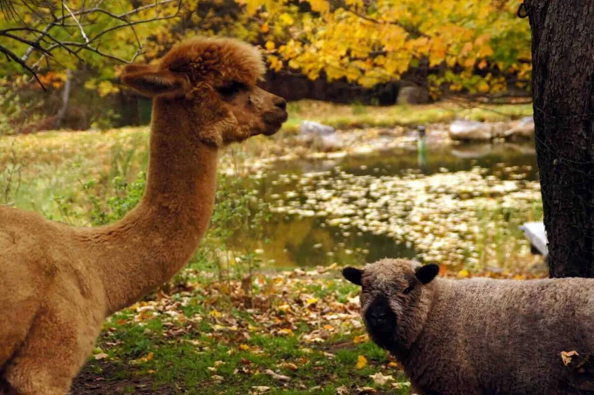 This image captures a pond surrounded by autumnal trees, with alpacas and sheep grazing nearby. The gentle light and colorful leaves evoke a peaceful, pastoral atmosphere that highlights animal watching and the beauty of nature during the fall season.